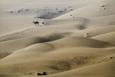 Scenic view of desert