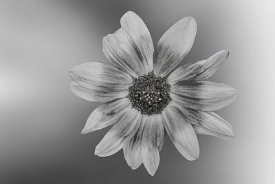 Close-up of flowering plant against white background