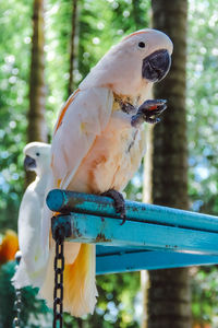 Close-up of parrot perching on a tree