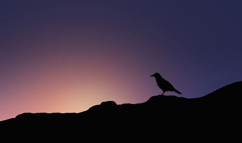 Low angle view of silhouette bird on rock formation during sunset