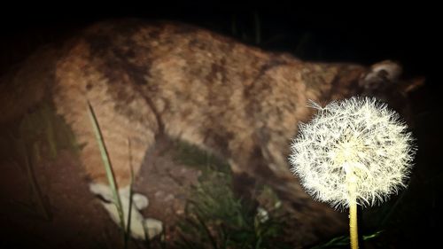 Close-up of dandelion