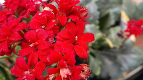 Close-up of red flower