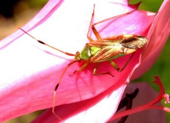 Close-up of bee pollinating on pink flower