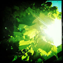 Low angle view of sun shining through trees