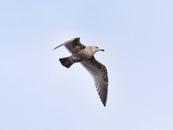 Low angle view of seagull flying