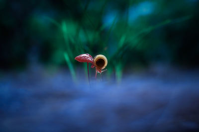 Close-up of mushroom growing on land