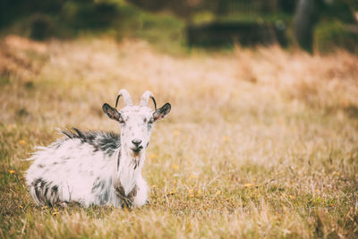 Portrait of goat sitting on grass