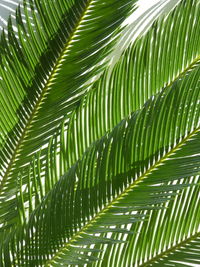 Close-up of palm tree leaves