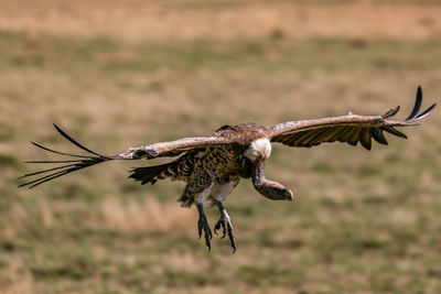 Close-up of eagle flying