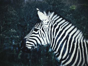 Side view of zebra