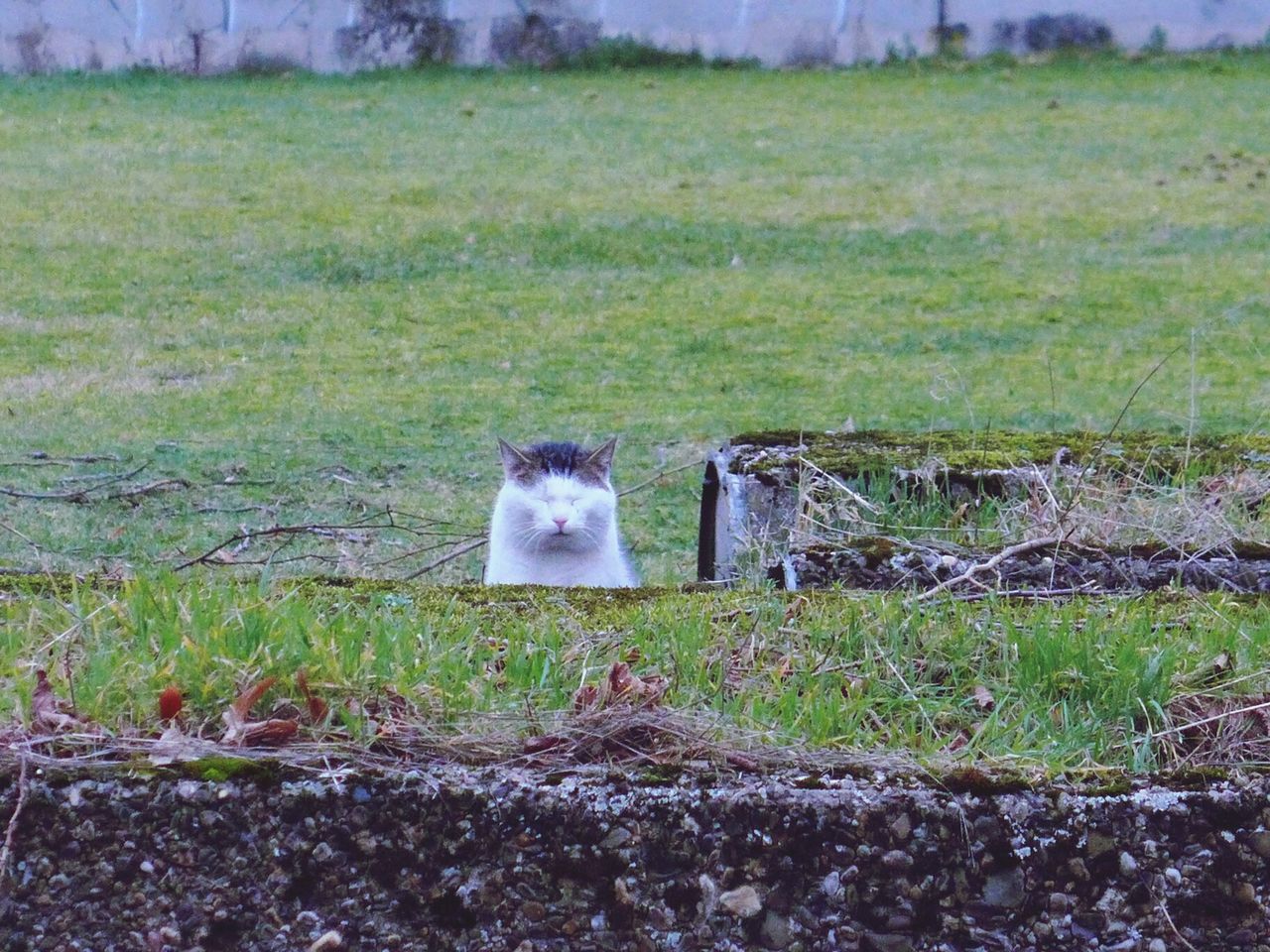 Catzilla 