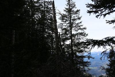Low angle view of trees in forest against sky