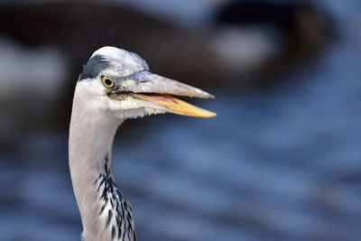 Close-up of a bird