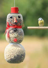 Eurasian blue tit perching on stick by snowman shaped bird feeder