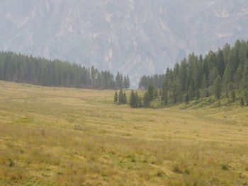 Scenic view of pine trees on field