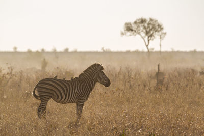 Zebra standing on land against clear sky at sunset