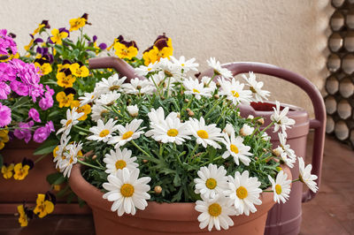 Close-up of flowers blooming outdoors