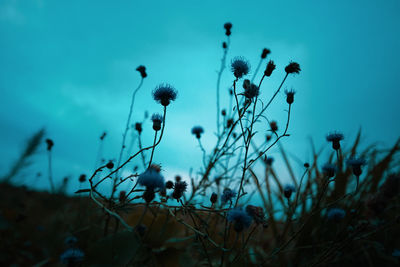 Low angle view of flowering plants on field against sky