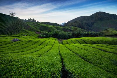 Scenic view of agricultural field against sky