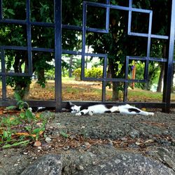 Cat in park