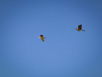 flying