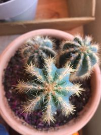 High angle view of succulent plant in pot