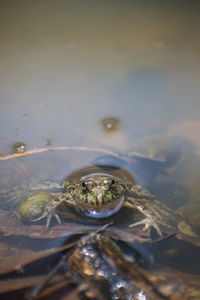 High angle view of frog swimming in lake