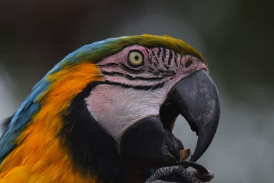 Close-up of a parrot