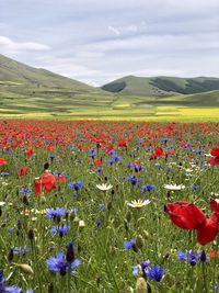 Purple flowering plants on land against sky