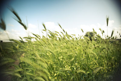 Close-up of wheat growing on field against sky