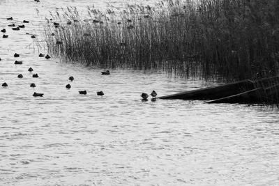 Birds in lake