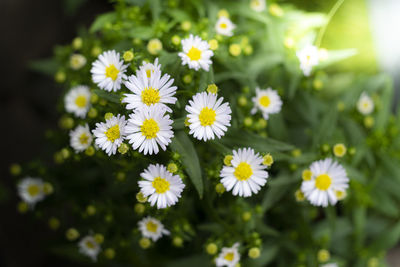 Close-up of white flowering plant