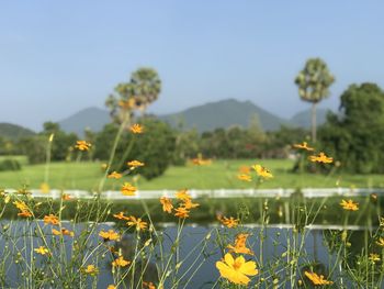 Close-up of flowering plants on field against sky