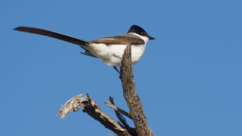 Low angle view of bird perching on branch against clear blue sky