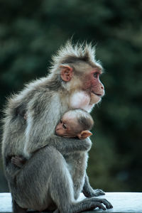 Close-up of monkey