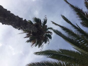 Low angle view of palm tree against sky