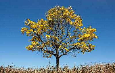 Low angle view of yellow flowering tree against sky