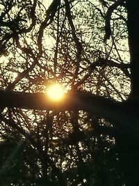 Low angle view of trees against sky during sunset