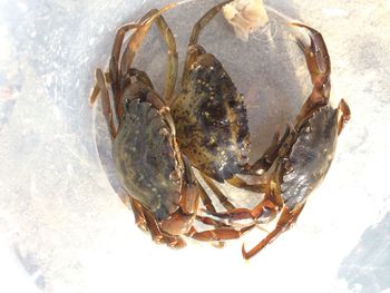 Close-up of ice cream