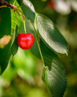 Close-up of strawberry growing on tree