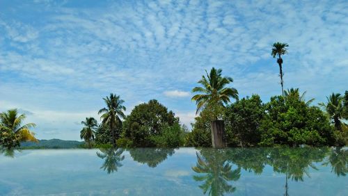 Palm trees by swimming pool against sky