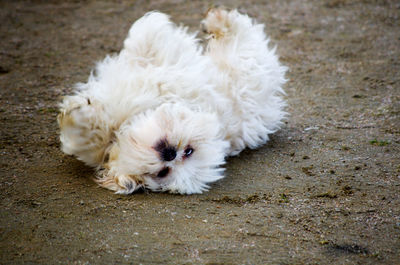 Close-up of a white dog