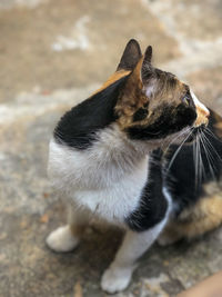 Close-up of a cat looking away