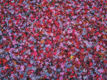 Full frame shot of fallen autumn leaves on field