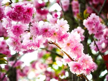 Close-up of pink cherry blossoms in spring