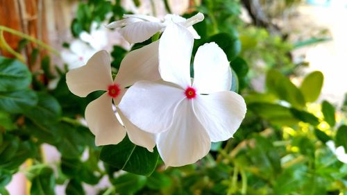 Close-up of white flowers blooming outdoors