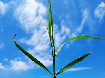 Low angle view of plant against blue sky