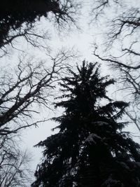 Low angle view of silhouette trees against sky