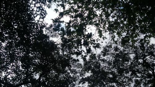 Low angle view of trees in forest against sky