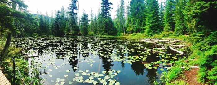 Scenic view of lake in forest